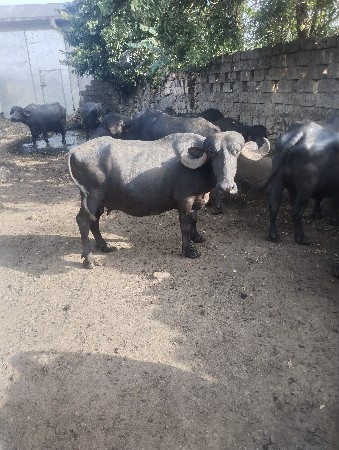 પેલા વેતરમાં ભેંસ વેચવાની છે