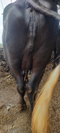 પેલું વેતર વ્યાસે વેચવા ની છે ,