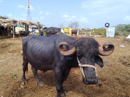 વાડી વિસ્તાર