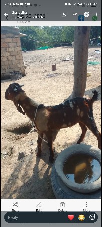 બકરો  1 વર્ષ  નો છે