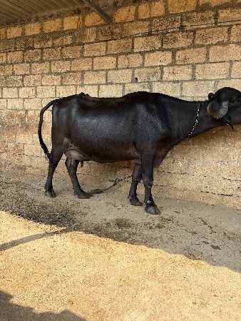 🐃 મુર્રા ભેંસ વેચવાની છે 🐃