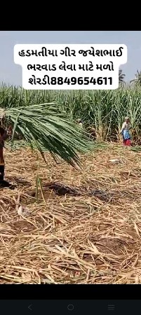 શેરડી લેવા માટે મળ