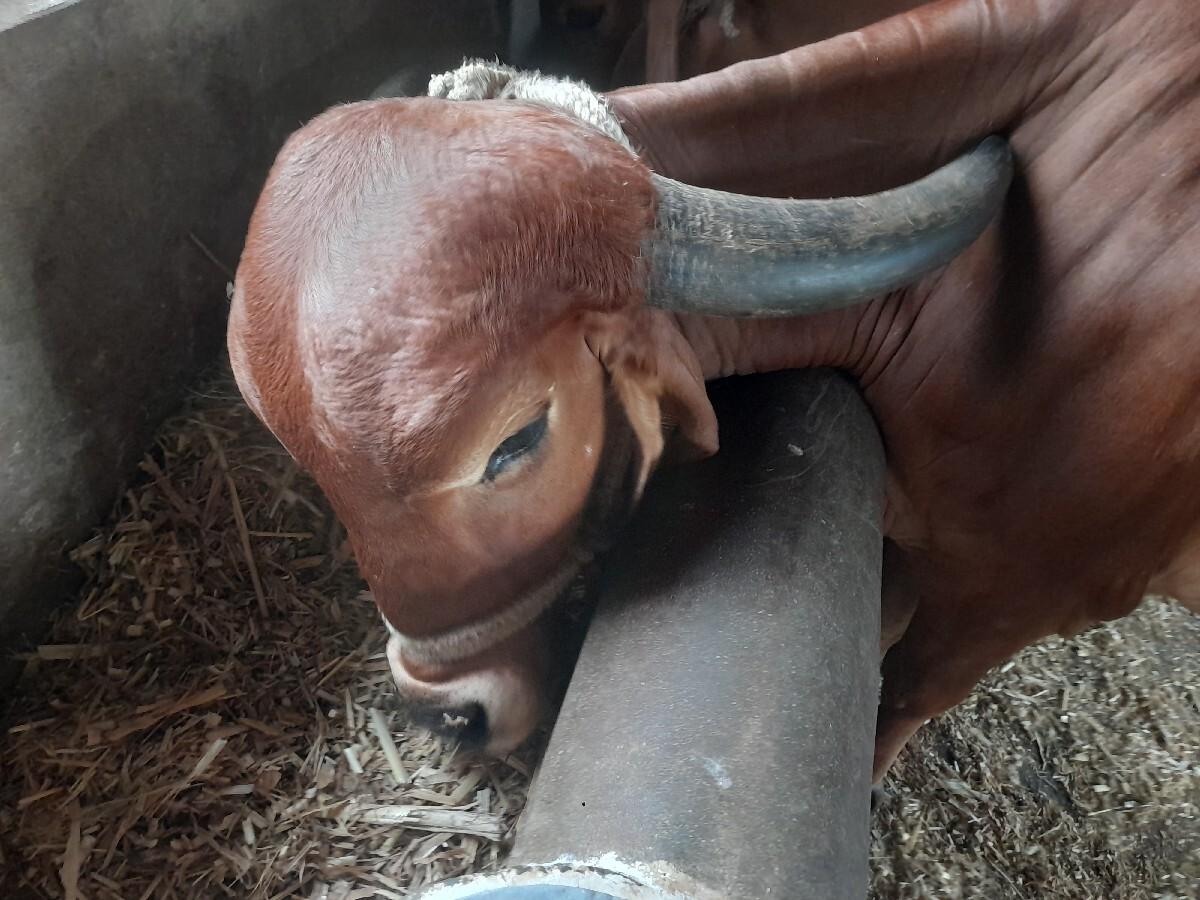 ગીર ગાય વેચવાની છે