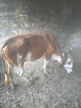 બેજરસી ગાય વેચવાની છે