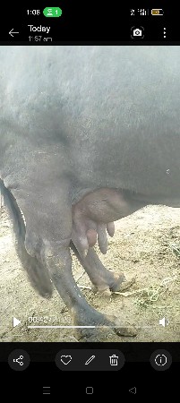 ભેંસ વેચવાની છે