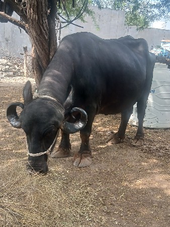 ભેસ
