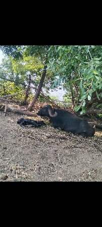 હરદેવસિંહ