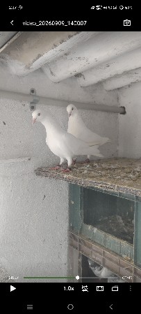 motiya breeding pair for sell