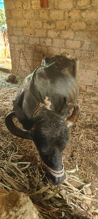 ભેંસ વેચવાની છે ચોથુ વેતર છે