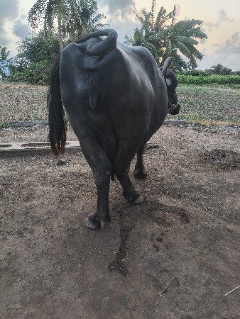 વેચવાની