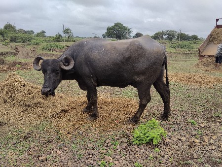 ભેંસ વેચવાની