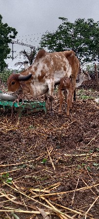 ગાય વેચાવાનીછે તનતનલીટરદુધછે