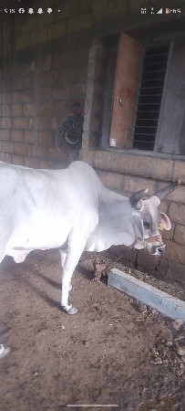 કાંકરેજ હોળકી વેચવાની છે
