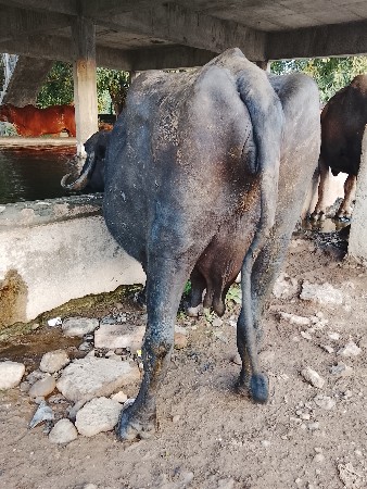ભેંસ વેચવા ની છે