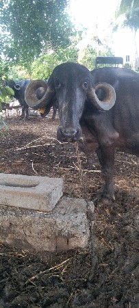 ભેંસ વેચવાની છે