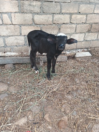 ભેસ વેચવાની છે