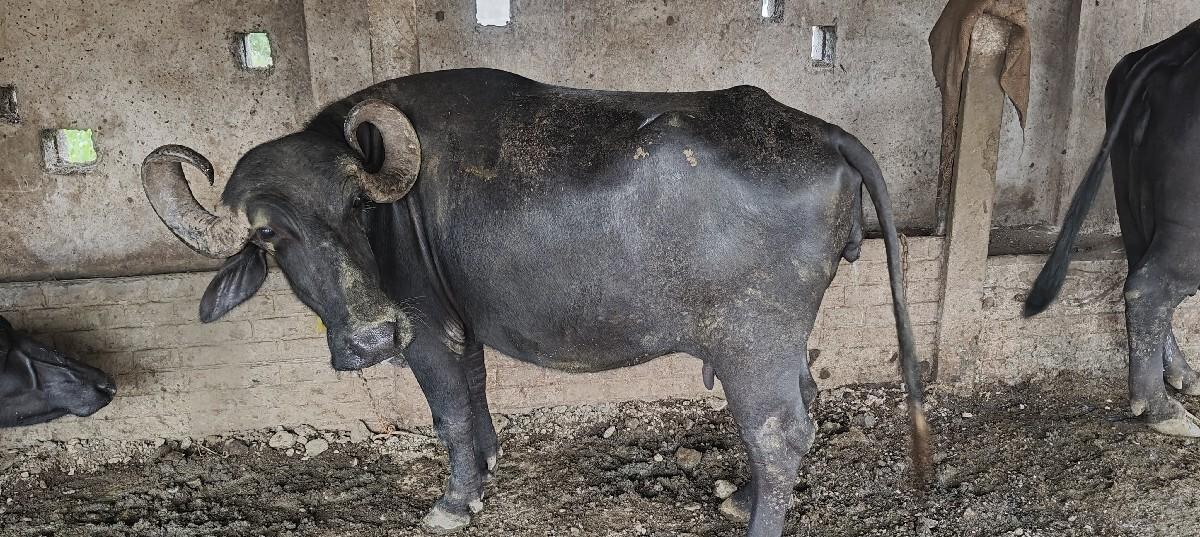 ભેંસ વેચવાની