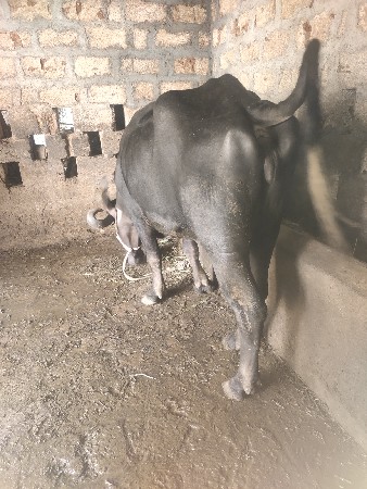 પાડી