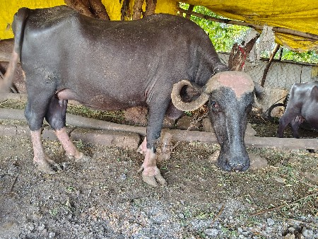 વેચવાની છે
