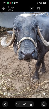 આ ભેંસ વેચવાની છે