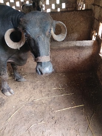 બીજુ વેતર ખડલી