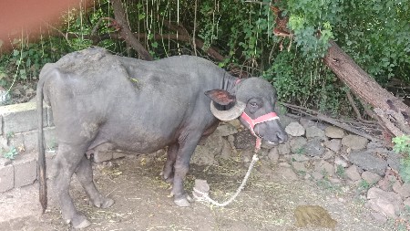 ૯મો મહીનો સાલુ થયો પેલા વેતર માં