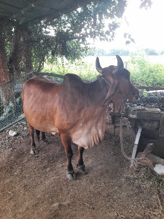 ગાય વેચવાની છે