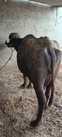 ભેંસ વેચવાની છે