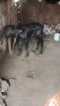 ડોલર ગઢ ગામ પોરબંદર જીલ્લો રાણાવાવ