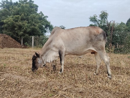ગાય વેચવાની છે