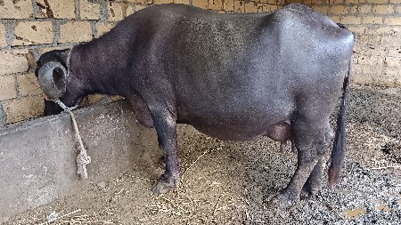 ભેશ વેચવાની છે