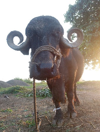 ભેંસ વેચવાની છે