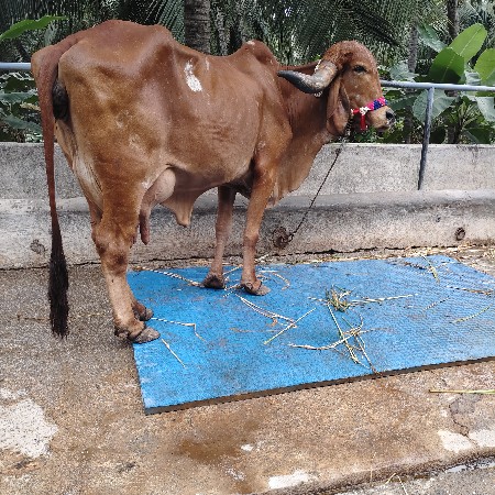 gir gay 3 vetar  nise vasdi