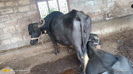 વેચવા ની છે