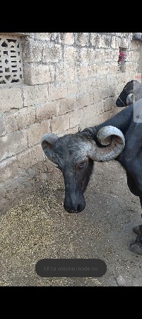 ભેસ વેસવાની છે