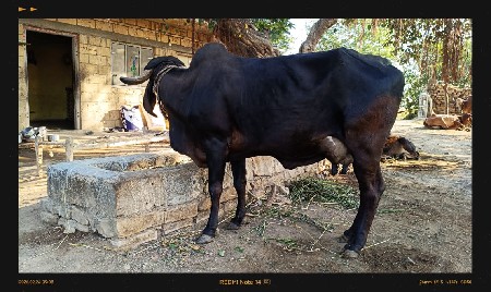 ગાય વેચવાની છે.