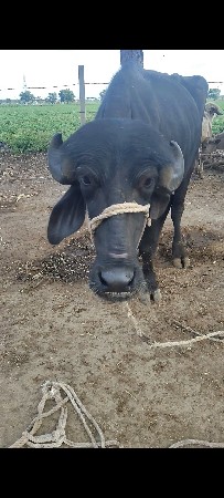 બે ઘડેલા વેચવાના છે