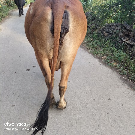 વેચવાનું છે