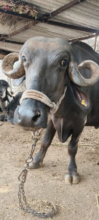 ભેસ વેચવાનિ છે