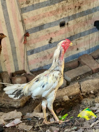 ગુજરાત કાલાવડ