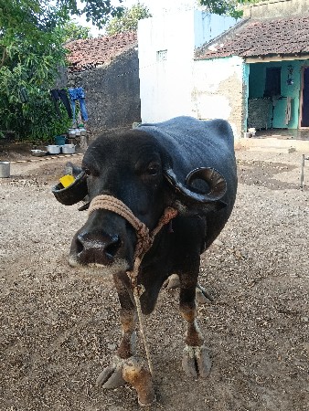 ભેંસ વેચવા ની છે સાવ સોજી