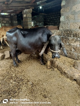 ભેંસ વેચવાની છે