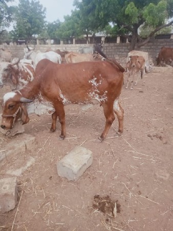 પેલું વેતર હોડકી વેચવાની છે