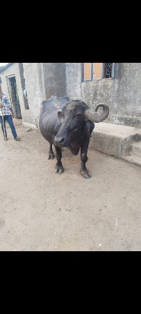 આ ભેંસ વેચવાની છે