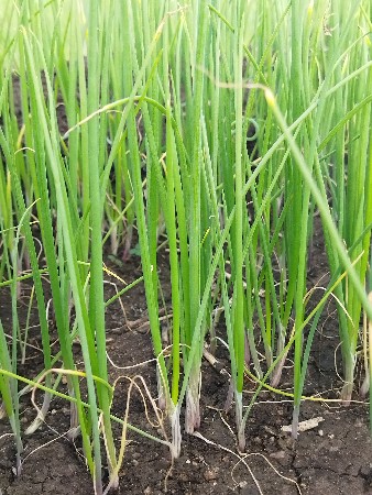 dungari  ડુંગરી નો રોપ