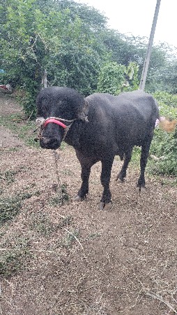ખડેલી યો પાડો વેંચવાનો છે