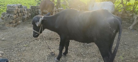 ખડેલી વેચવાની છે