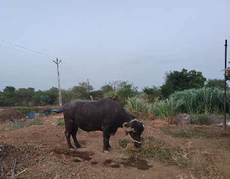 ભેંશ વેચવાની છે