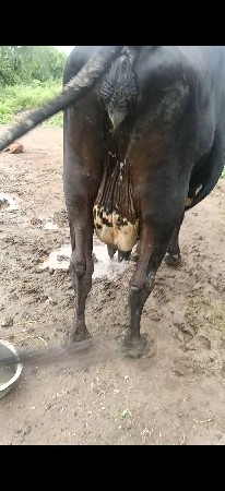 જર્સી. ક્રોસ ત્રીજું વેતર
