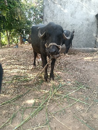 ખડેલી વેસવાની છે